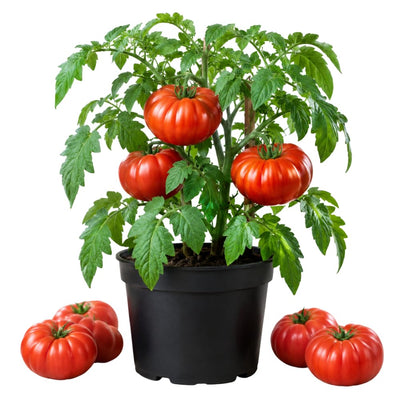 2 Beefsteak Tomato Plants, 6-8 Inc Tall, Live Tomato Plants for Planting