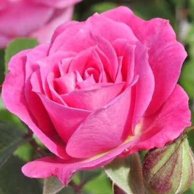 Rose Plant Live in Pot for Planting, Fragrant Roses Flowers, Summer Blooming Ornamental Garden Shrub (Pink Rose)