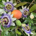 2 Abundant Bloom Blue Passion Flower Plants Live, Passiflora Live Plant for Trailing, Climbing Trellis Outdoor, 5-9" in Tall, Perennial, Fragrant