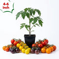 Mix Color Cherry Tomato Live Plants, 2 Plant Per Pot