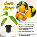 Sweet Mango Tree Live Plant, 7-11 Inch Tall, Yellow Mango Plant Live for Outdoor Planting, in Pot, Well-Rooted Tropical Fruit Tree