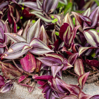 Purple Wandering Jew Live Plant Indoor 4 Inc Pot, Tradescantia Live Plant, Rare Wandering Jew Plant, Wandering Jew Live House Plant