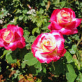 Climbing Roses Live Plant, Climbing Rose Plant Live, 5 to 7'' Tall, Fragrant Flower Bush Plants for Gardening, Double Delight Rose