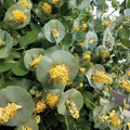 Fragrant Ghost Climbing Honeysuckle Plant Live Vine, Lonicera Perennial Honeysuckle Plants Bushes Shrubs in 2.5 Inch Pot, 5-10" Tall