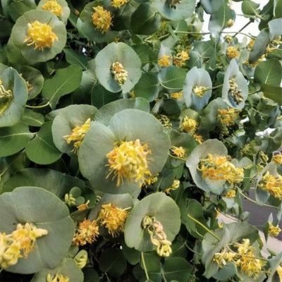 Fragrant Ghost Climbing Honeysuckle Plant Live Vine, Lonicera Perennial Honeysuckle Plants Bushes Shrubs in 2.5 Inch Pot, 5-10" Tall