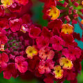 Set 3 Lantana Plants Live, Red Lantana Flower Live Plants Well Rooted from 4 Inc Tall