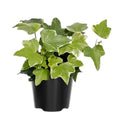 Ivy Plant Live Fast-Growing, Potted 3-5" in Tall, Climbing Indoor Outdoor Houseplant, Easy Care Trailing Vine, Fast Growing Small Starter Plant for Home Office Décor (Golden Boston Ivy)