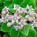 2 White Vining Milkweed Plants Live, Butterfly Asclepias Tuberosa, Wildflowers Perennial Bush, Swamp Common Plant, 5-9" in Tall, No Pot