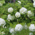 Viburnum Plant Live, Snowball Bushes Plant, 6 to 8 Inc Tall, Snowball Live Plant in 4 Inches Potted, Outdoor Planting