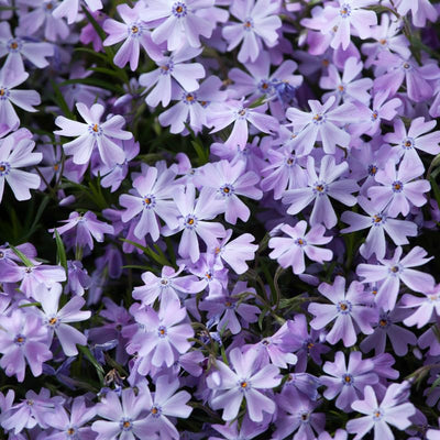 Light Lilac Creeping Phlox Plant in Quart Pot, 3-6" Live Garden Phlox Plants, Pink Blooms, Perennial Groundcover