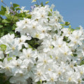 Clematis Vine Plants Live in Pot, 8 Months Old Seedlings Climbing Flowering, Outdoor Trellis Fences, Cold Hardy (Random Clematis)