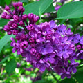 Purple Lilac Plants, Fragrant Purple Syringa Flower, Lilac Bushes Live Plants, 6 to 10 Inch Tall Syringa Shrub for Garden