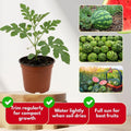 Live Sweet Watermelon Starter Plant, 3-5 Inch Tall