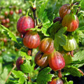 Gooseberry Plant Live, Gooseberry Bushes Live Plant 5 to 9 Inch Tall, Gooseberries Fruit Seedlings