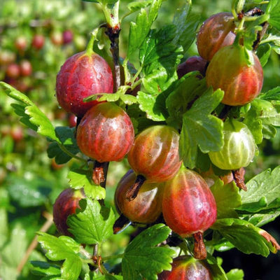 Red Gooseberry Plant Live for Planting, Sweet Gooseberry Bushes Live Plant 5 to 9 Inch Tall, Gooseberries Fruit