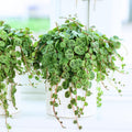 String of Turtles Plant Live, Trailing Succulent Vine, Rare Live Indoor Plant in Pot