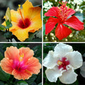 2 Mix Hibiscus Plants, 3-5 Inch Tall Starter Plants - Live Hibiscus Flower Plants for Outdoor Garden, Patio, and Container Growing