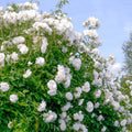 White Rose Live Plant, Can Grow As Rose Bushes Shrubs or Climbing, Fragrant Ready to Plant, Starter Size, 5 to 10 Inc Tall, Dormant in Winter