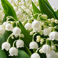 Set 6 Pips White Lily of the Valley Roots, Lily of the Valley Live Plant, White Flower Blooms for Growing