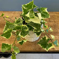 Variegated Ivy Plant Live, Trailing Ivy Plant 4'' Pot, Climbing Houseplant for Growing Indoor Outdoor