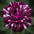 Purple White Stripe Climbing Rose Live Plant, Can Grow As Rose Bushes Shrubs, Fragrant Ready to Plant, Starter Size, 5 to 10 Inc Tall, Dormant in Winter