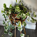 White Pothos Plant, Live Pothos Plant, Variegated Pothos Plant, Pothos Vines Plant 4 Inches Potted House Plant Indoors Live, Indoor House Plant