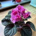 Pink African Violet Plant Live, 4 Inch Pot, Indoor Flowering Plant