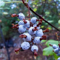 Live Currant Bush Plant Fast Growing, Ready Bear Fruit Within 1 Year - No NC, WV, NH, 6-14" Tall, Great for Backyard or Orchard Growing, Currant Plant (Blue)