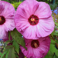 2 Pink Red Hibiscus Plants Live 5-9" in Tall, Hardy Hibiscus Tree Live Plant Year-Round Blooming, No Pot, Outdoor Perennial Planting