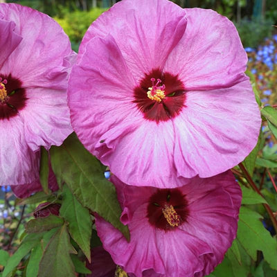 2 Pink Red Hibiscus Plants Live 5-9" in Tall, Hardy Hibiscus Tree Live Plant Year-Round Blooming, No Pot, Outdoor Perennial Planting