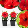 Hardy Hibiscus Plants Live Well-Rooted, Red Flowers Hibiscus Tree Live Plant for Outdoor Full Sun Spring Planting, 5-9" in Tall, Perennial Growing