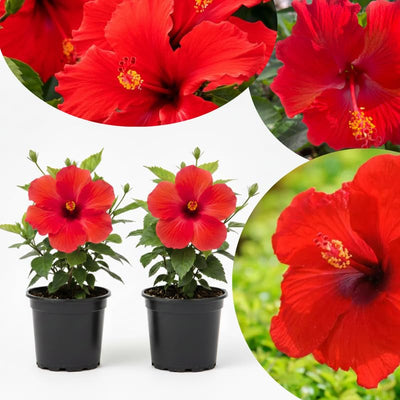 Hardy Hibiscus Plants Live Well-Rooted, Red Flowers Hibiscus Tree Live Plant for Outdoor Full Sun Spring Planting, 5-9" in Tall, Perennial Growing