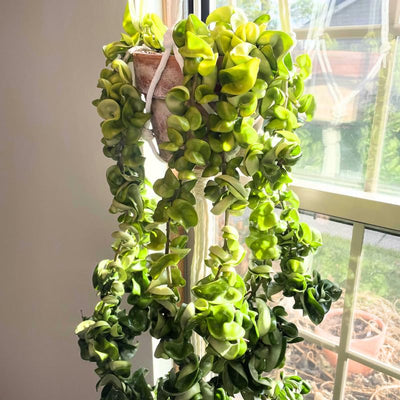 Hindu Rope Plant, Hoya Plant, Starter Plant in 3 Inches Pot, House Plant