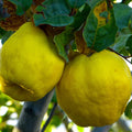 Quince Tree Plant Live, Cold Hardy Edible Fruit Tree, 2-3 Ft Tall