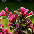 Rose Weigela Plant Live, 4 Inc Pot, Live Weigela Plant, 4 to 6 Inc Long, Weigela Live Plant