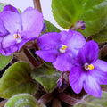 Purple African Violet Plant Live, Purple Violet Flower, 3-5 Inches Tall