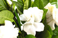 Cape Jasmine Plant Live, Gardenia Plant Live, Frostproof Gardenia Live Plant, Live Jasmine Plant Indoor, 3 to 7 Inc Tall