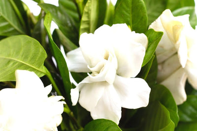 Cape Jasmine Plant Live, Gardenia Plant Live, Frostproof Gardenia Live Plant, Live Jasmine Plant Indoor, 3 to 7 Inc Tall
