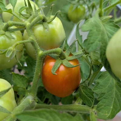 Tomato Plants Live, Red Tomato Plant, Long Red Fruit, Vegetable Plant from 6–8 Inches Tall in 4 Inch Pot for Outdoor Growing