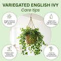 Variegated English Ivy Live Plant, Ivy Plant Live, 4 Inc Pot, 4-7 Inc Tall, Easy Care Trailing Indoor Houseplant for Hanging Baskets, Container Gardens