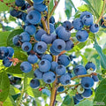 Duke Blueberry Plant Live for Planting, Blueberry Bushes for Planting, 4"-7" Cold Hardy Blueberries Southern Highbush