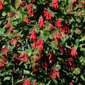 Honeysuckle Plant Live for Planting, Lonicera Honeysuckle Vine, Very Hardy, in 2.5 Inc Pot, Fragrant Red Bloom