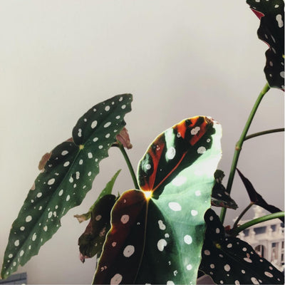 Trailing Begonia Plant Live, Rare Begonias Live Plant, 4-8 Inc Starter Indoor Outdoor Houseplant (Dot Angel Wing Begonia)
