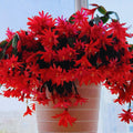 Red Easter Cactus Plant Live, 4 Inc Pot, House Plant Live, Holiday Cactus Plants Indoor Outdoor Gardening