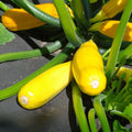 Yellow Summer Squash Live Plant in 4 Inch Pot, 4-6" Tall Zucchini