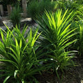 2 Pandan Leaves Plants, Pandan Herbs for Planting Indoor Outdoor, Pandan Perennial Ornament Vegetable Bushes 5-10 Inches in Tall