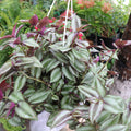 2 Zebrina Wandering Jew Plants Live Houseplants, Rooted Cuttings Tradescantia Live Plant for Décor, Fast-Growing and Easy to Grow, Starter Size