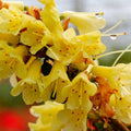 Big 1 Gallon Yellow Rhododendron Plants Live, 1-3 Years Old Azalea Plants Live Shrubs Bushes for Planting, Very Well Rooted