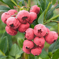 Pink Lemonade Blueberry Plant Live for Planting, Blueberry Bushes for Planting, 4"-7" Cold Hardy Blueberries Southern Highbush