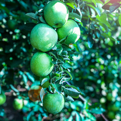 Green Apple Tree Live Plant, Perennial Fruit Tree, 6-10 Inch Tall